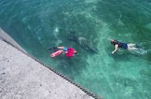  San Juan Snorkel with Turtles and Manatee's; Free Video and Rum!
