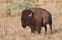 Great Salt Lake Birding and Nature Adventure