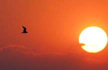 Great Salt Lake Birding and Nature Adventure