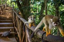 Double Adventure: Monkeys Plus Drive a 4x4 Buggy 