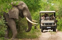 Discover Mikumi 3-Days Safari Adventure by Ferry from Zanzibar.