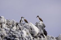 Most Popular Tour in La Paz Isla Espíritu Santo and Sea Lions