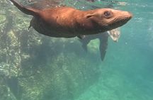 Most Popular Tour in La Paz Isla Espíritu Santo and Sea Lions