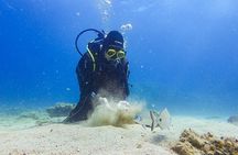 Beginner Scuba Diving and Explore the Underwater World