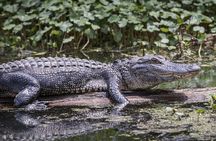 Everglades Airboat Experience – Wildlife & Wetlands