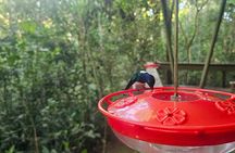 Visit the Gamboa Rainforest: Hummingbirds, Monkeys & Lunch