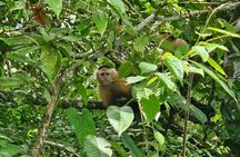 Gamboa Rainforest: Hike Trail, Boat Expedition & Optional Zipline