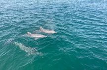 Shell Island Dolphin and Snorkel Boat Tour 