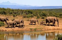 Udawalawe National Park Unforgettable Safari Jeep Experience