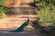 Udawalawe National Park Unforgettable Safari Jeep Experience