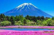 Mount Fuji & Fuji Shibazakura Festival One Day Trip From Tokyo