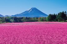 Mount Fuji & Fuji Shibazakura Festival One Day Trip From Tokyo
