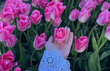 Private Tour in Van from Amsterdam to Keukenhof & Tulip Fields