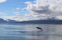 Whale Watching Tour from Akureyri City Central