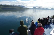 Whale Watching Tour from Akureyri City Central