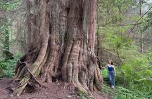 Ancient Trees of Vancouver Walking Tour