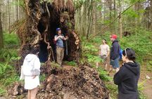 Ancient Trees of Vancouver Walking Tour