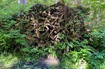 Ancient Trees of Vancouver Walking Tour