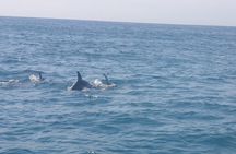Mnemba Island Zanzibar | Snoreklling and swimming with dolphins