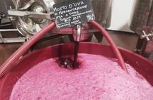 Volterra wines, sensory emotions of organic farming