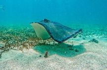 Akumal Snorkeling With Turtles