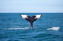 Whale Watching in Rio de Janeiro with Snacks and Drinks