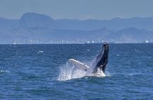 Whale Watching in Rio de Janeiro with Snacks and Drinks