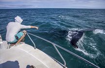 Whale Watching in Rio de Janeiro with Snacks and Drinks
