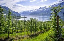 Scenic Hardanger -Fjord, waterfalls, orchards - Bus tour