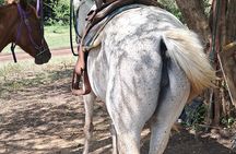 Horse Ride and Hike Tour to Pigeon Island with Lunch with Dore's