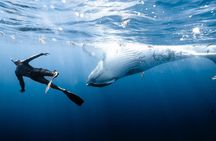 Sacred Experience Swimming with a Whale in Moorea