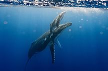Sacred Experience Swimming with a Whale in Moorea