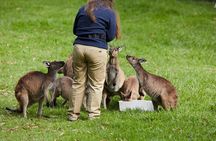 Puffing Billy Train&Healesville Sanctuary&Yarra Valley Wine Tour