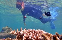 Discover Ishigaki's Hidden Treasures Snorkeling Tour at BlueCave