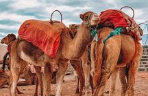 ''Marrakech'' Agafay Desert Sunset - Camel Ride - And Dinner Show