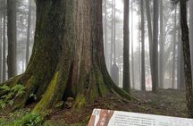 Alishan Day Tour from Chiayi (Incl. Park Entrance)