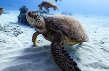 Turtle Canyon Snorkel from Waikiki: Turtles Guaranteed