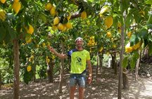 Lemon Trail : Lemon Tour with Tasting