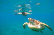 Turtle and Reef Sanctuary Snorkeling