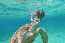 Turtle and Reef Sanctuary Snorkeling