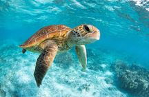 Turtle and Reef Sanctuary Snorkeling