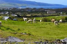 Private Day Tour Cliffs of Moher from Dublin