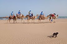 1 Day Trip at Coastal City of Essaouira from Marrakech