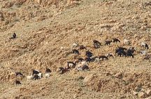 Guided Tour to Jerusalem and Dead Sea - small groups