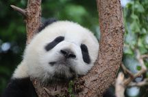 Private Chengdu Panda Breeding Research Base Ticket and Guide opt
