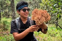 Hiking in the Sierra Norte of Oaxaca