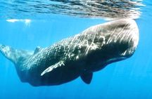 All Inclusive Mirissa Morning Whale Watching Boat Tour with Geeth
