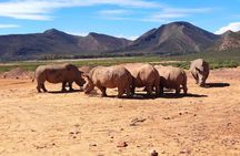 From Cape Town Aquila Game Reserve Sunset Safari Inclusive 