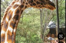 Nairobi National Park Giraffe Center and Carnivore Restaurant 