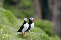 Puffin Watching and Gufufoss Waterfall Tour from Seydisfjordur